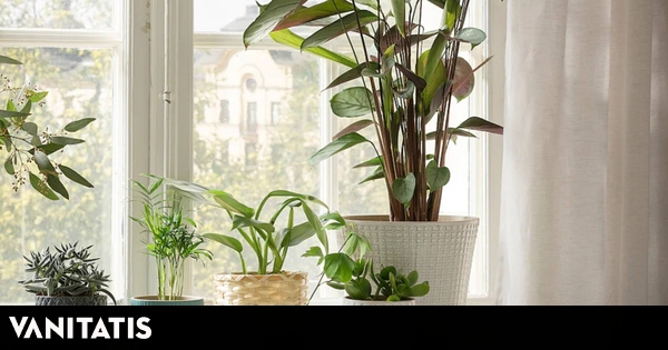 7 macetas bonitas para tus plantas de exterior