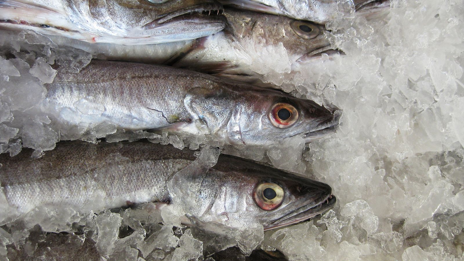 Foto: Pescados congelados para evitar el anisakis. (Flickr/Antony Theobald)