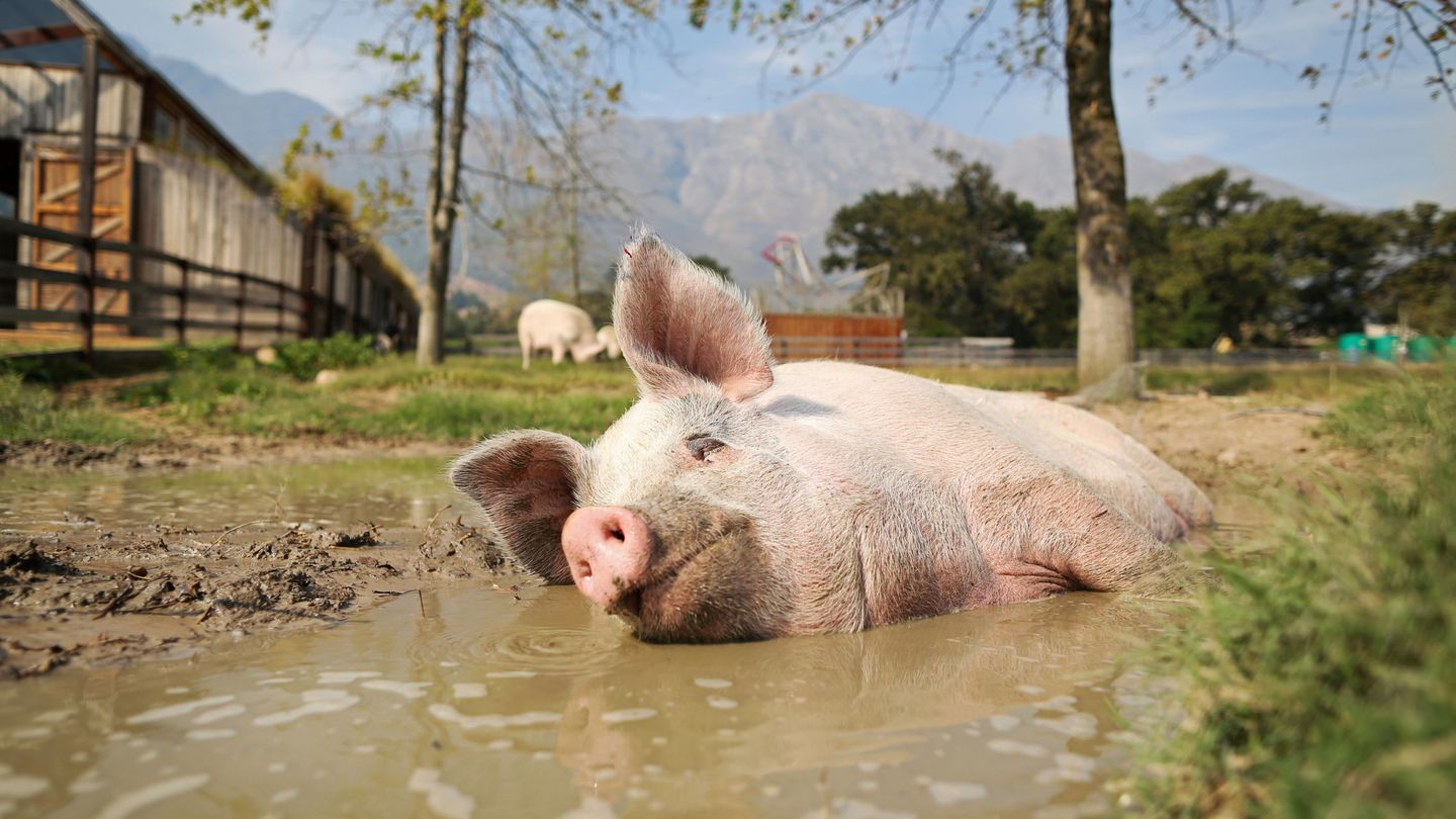 No todo en la vida de Pigcasso es trabajo, también necesita descansar (Reuters/Sumaya Hisham)