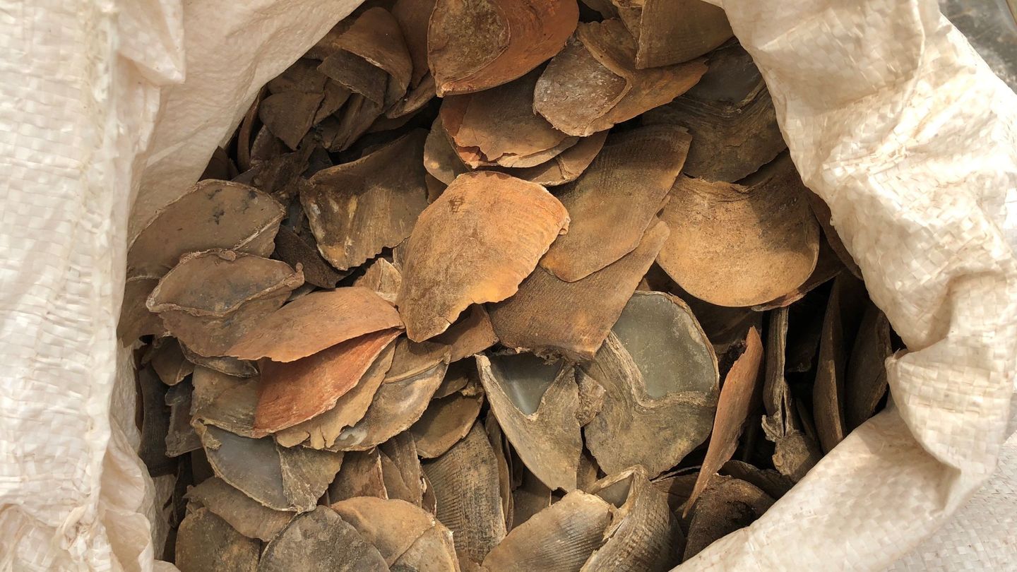 Vista de varios sacos con escamas de pangolín gigante y pangolín arborícola tras ser descubiertos en un contenedor que hizo escala en Singapur. (EFE)