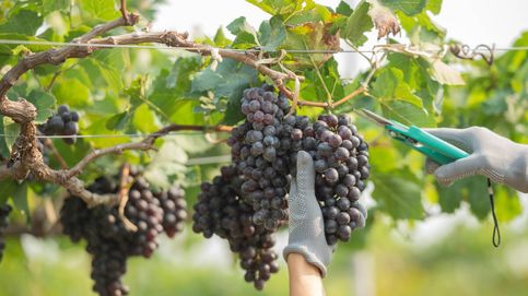 Radiografía del vino en España: tres claves para entender el sector