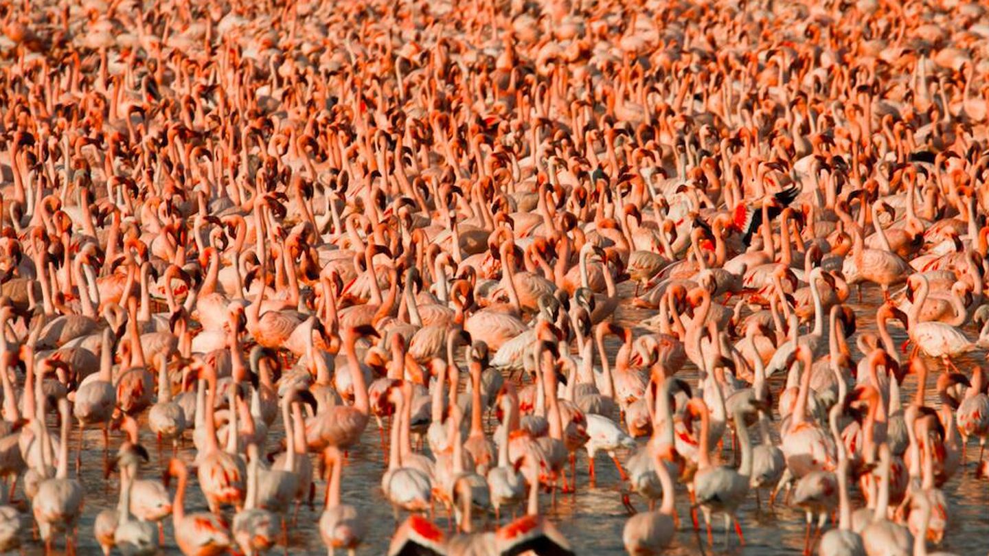 El lago Nakuru acoge una de las mayores colonias de flamencos del mundo. (N. Ferreiro)