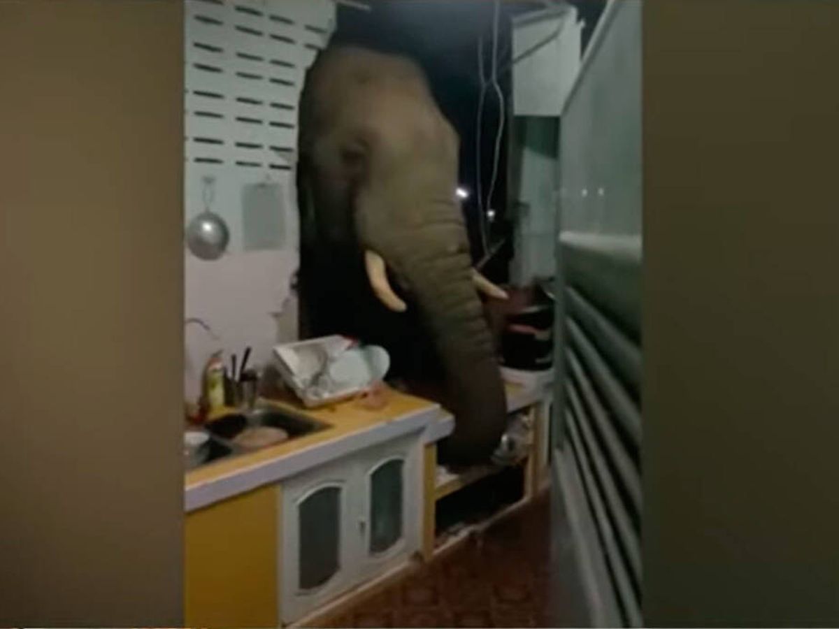 Foto: El elefante se vio atraído por el olor de la comida (YouTube) 