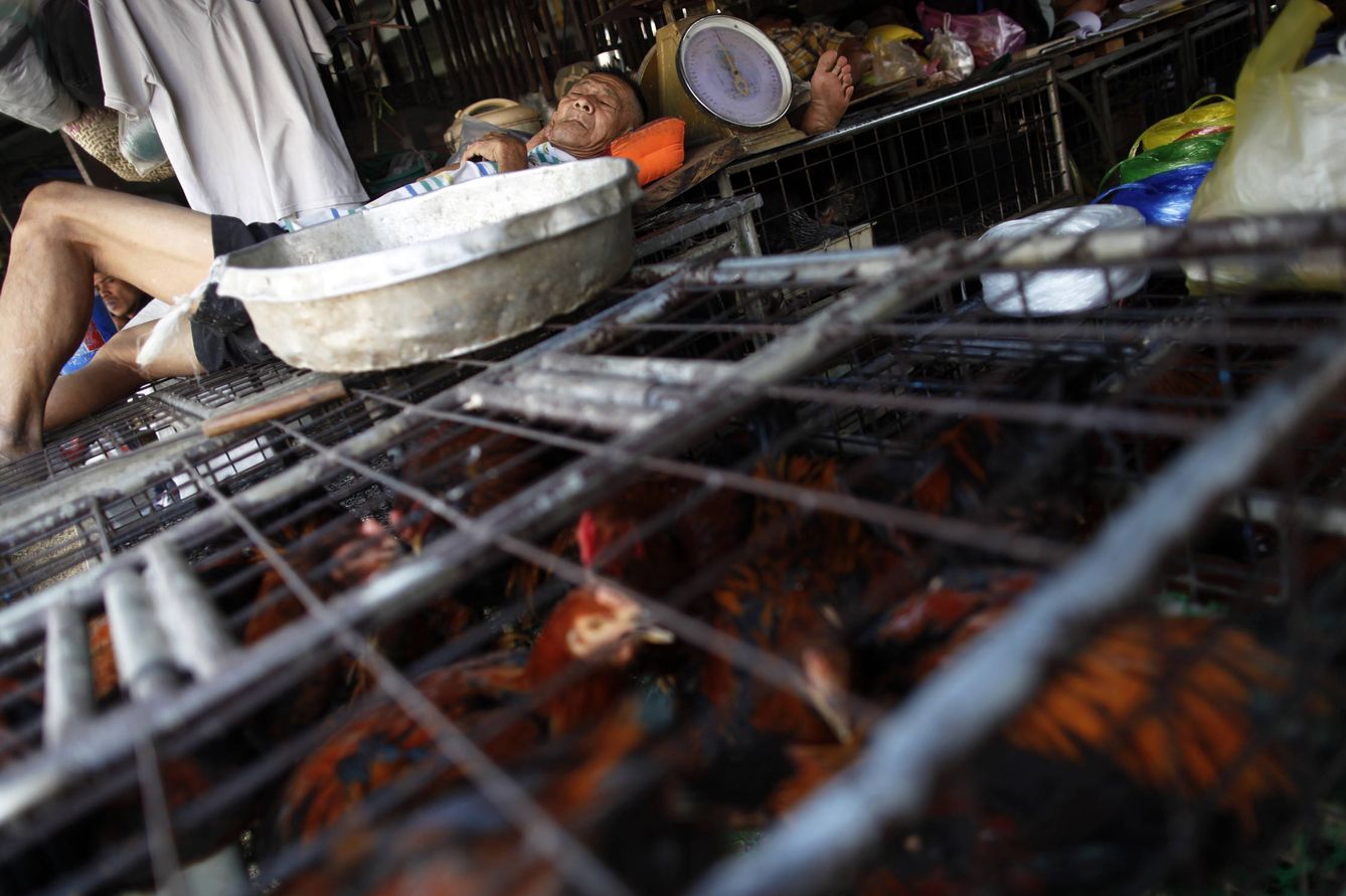 Un vendedor callejero duerme sobre unas cajas con pollos en un mercado del centro de Bangkok (Reuters).