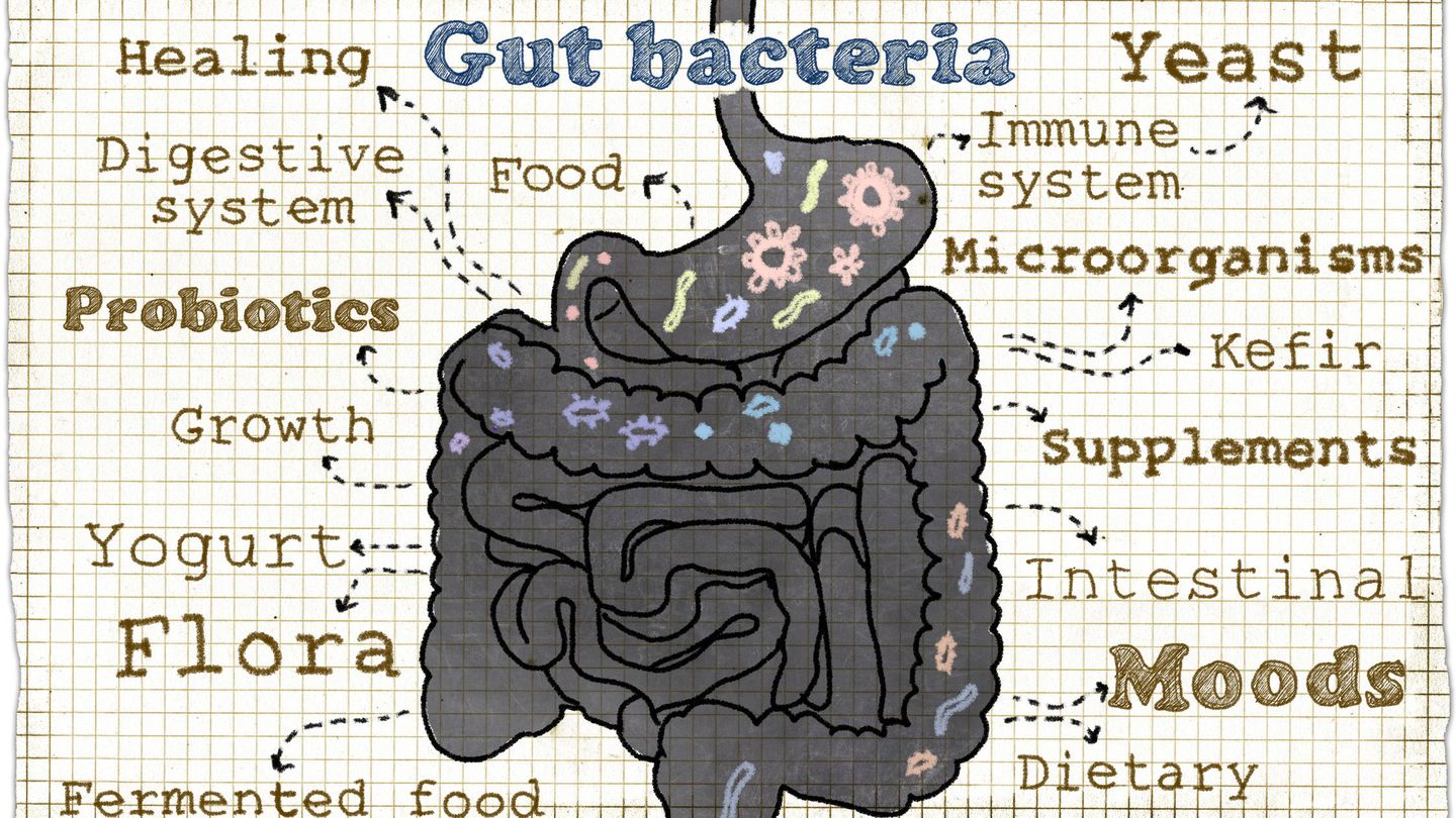 Bacterias intestinales. 