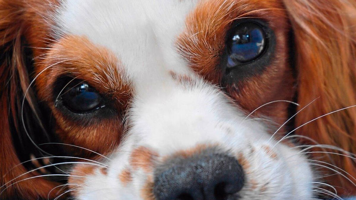 ¿Cómo se enfrenta un perro a la muerte de otro? La ciencia responde