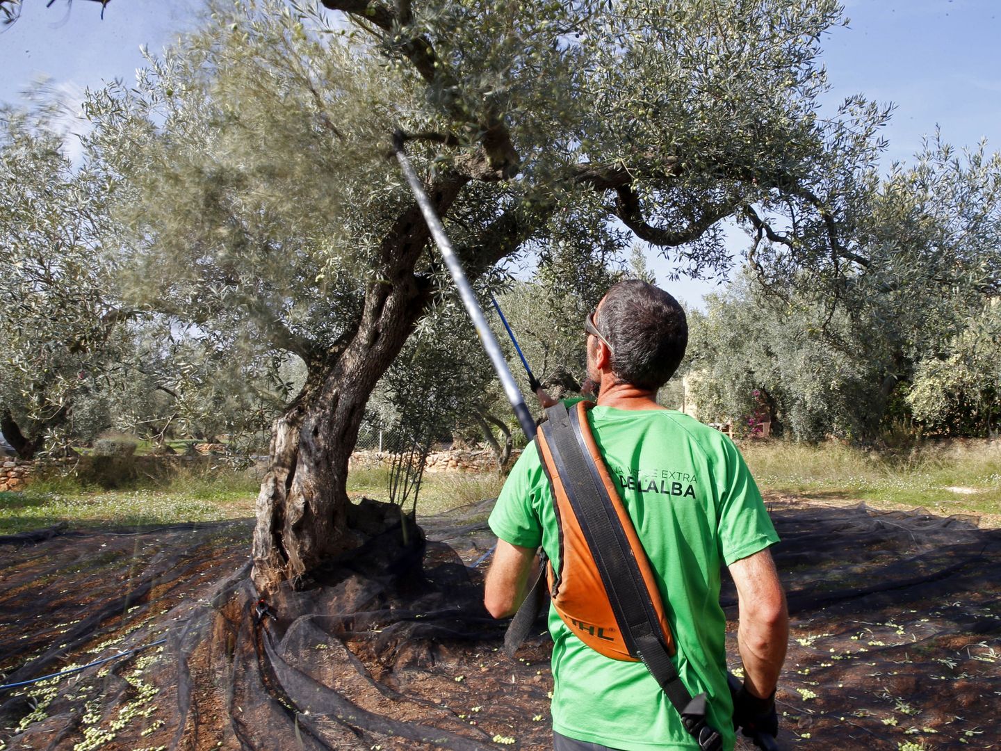 Recogida de olivas en El Perelló (Tarragona). (EFE/J. J. Guillén)