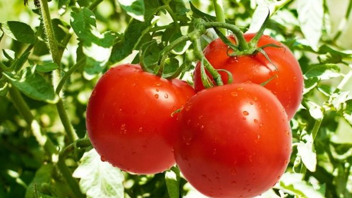 Científicos catalanes descubren por qué se vuelven rojos los tomates al madurar