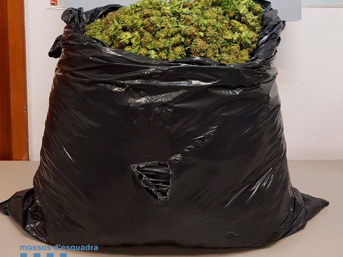 Foto: El detenido llevaba una bolsa de basura llena de cogollos de marihuana (Foto: Twitter)
