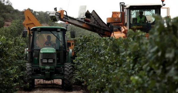 Foto: Operarios, trabajando los viñedos para cava en una plantación de Cataluña. (EFE)