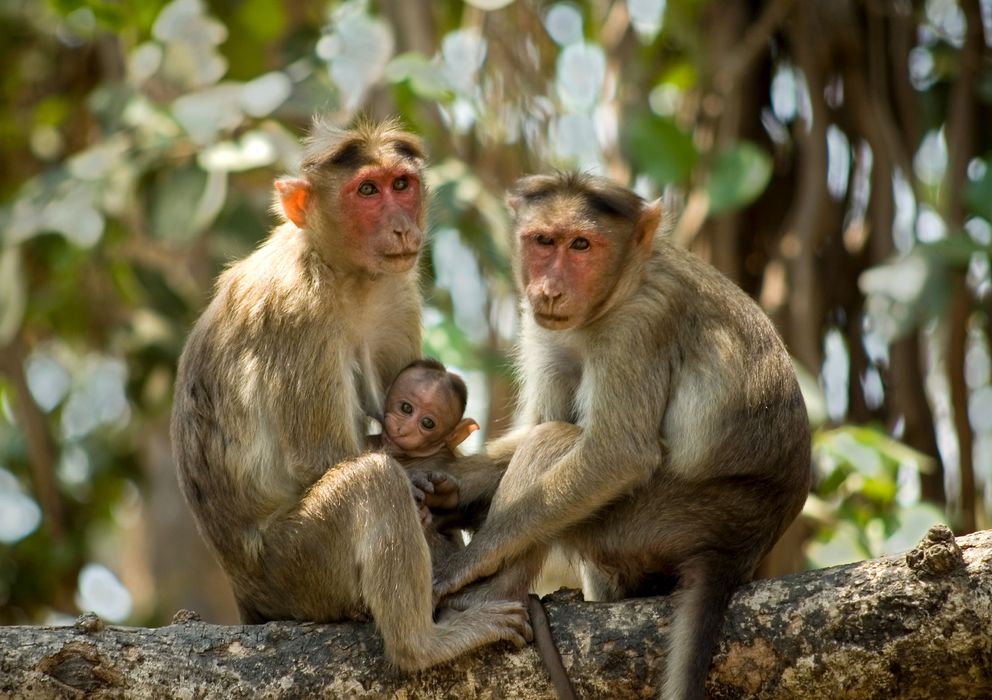 Foto: Tres ejemplares de mono Rhesus. (Corbis)
