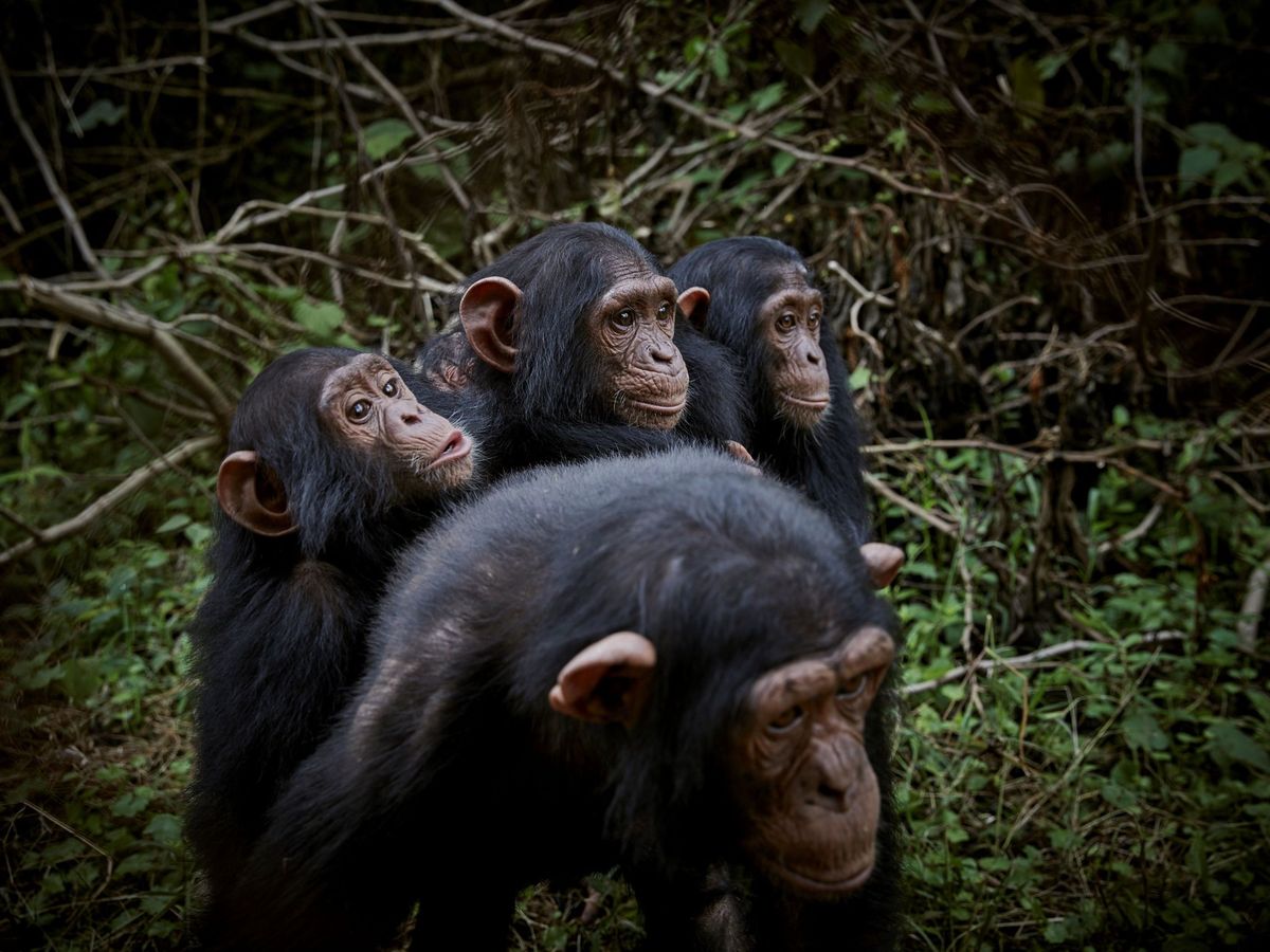 Foto: Un grupo de chimpancésen el Congo. Foto: EFE Hugh Kinsella Cunningham