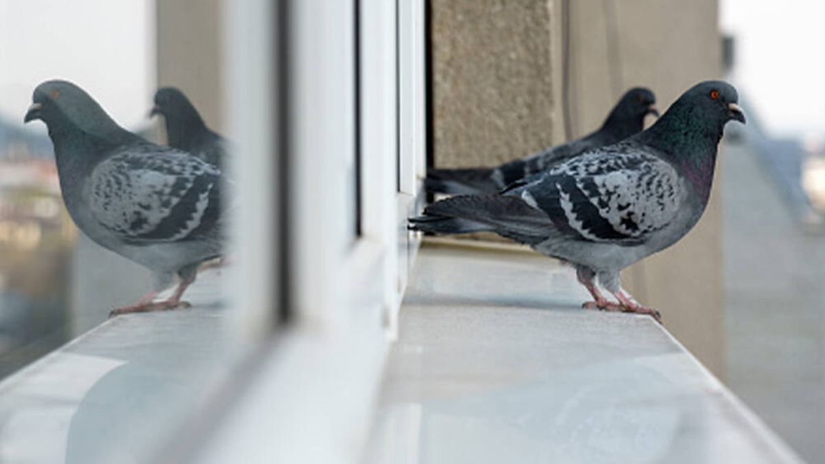 Los trucos definitivos para ahuyentar (para siempre) a las palomas de tu ventana o balcón