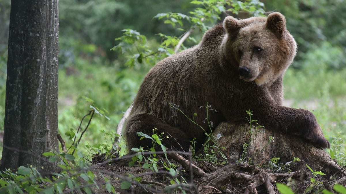 Amplían las protecciones a los osos pardos y anulan las cacerías en Estados Unidos