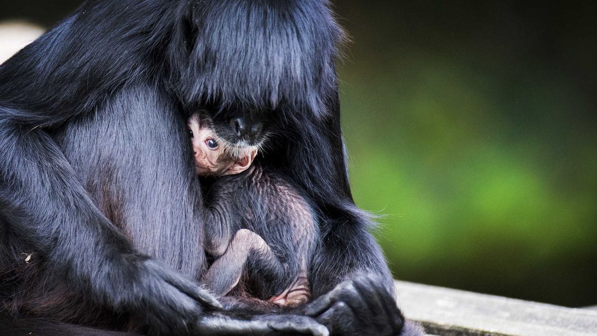 Por qué los primates tienen la costumbre de llevar consigo a las crías que mueren