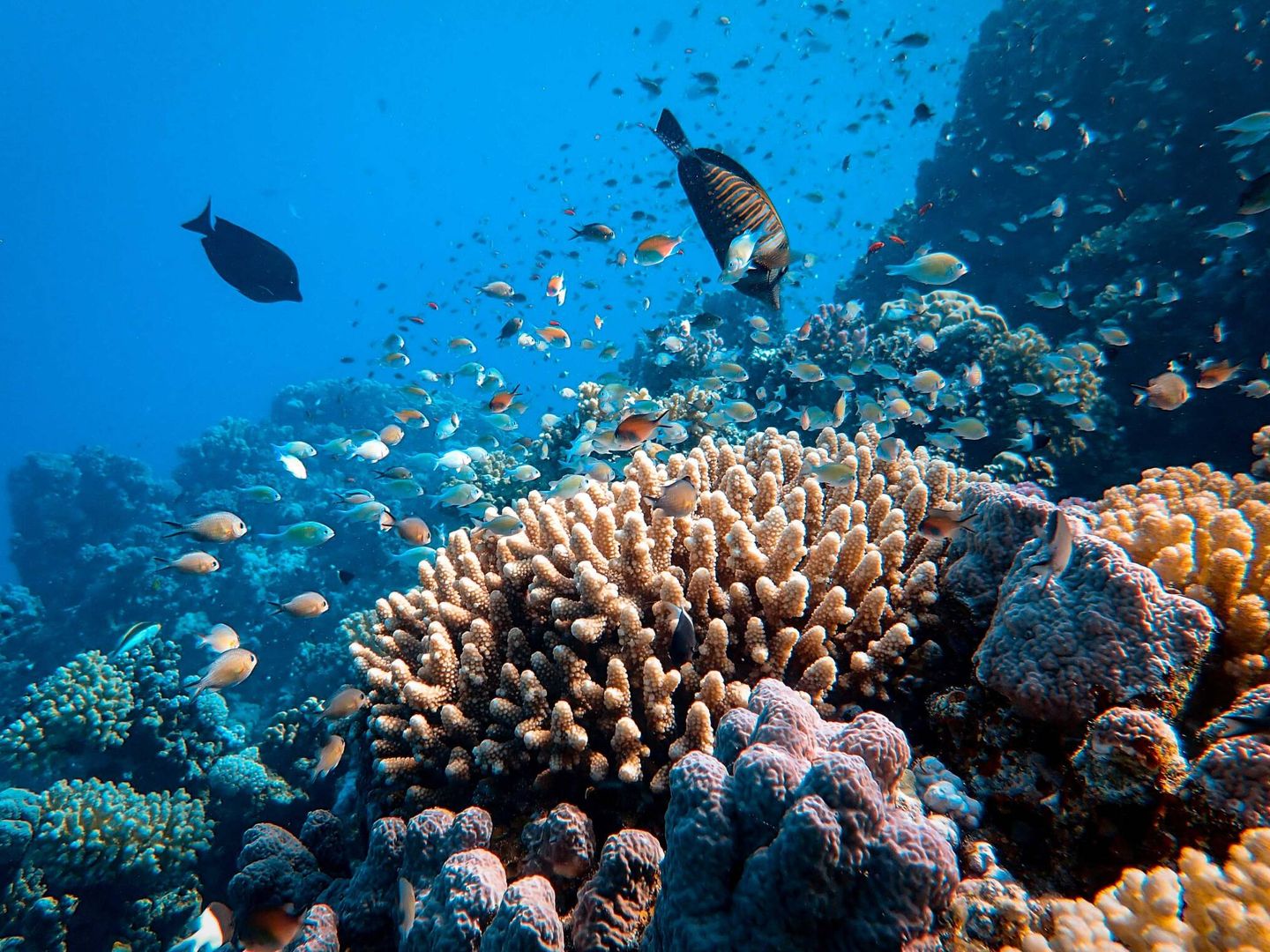 La conservación de la biodiversidad marina australiana pasa por conservar la Gran Barrera de Coral. Unsplash