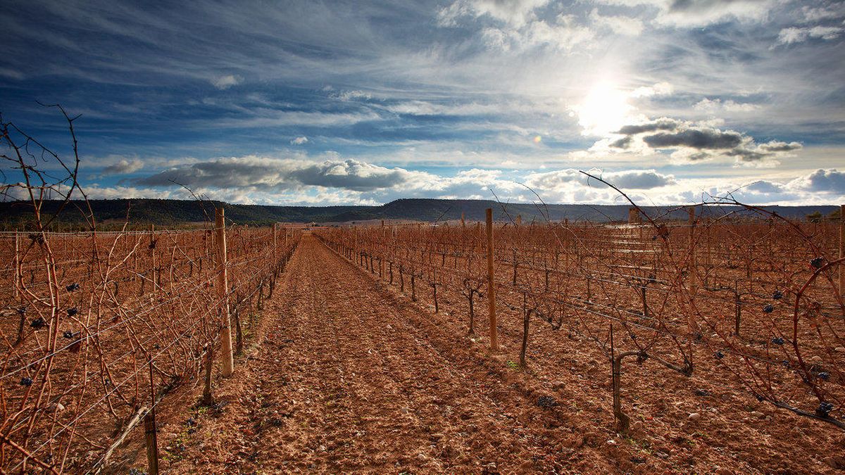 Vega Sicilia, la renovación de la leyenda española del vino 