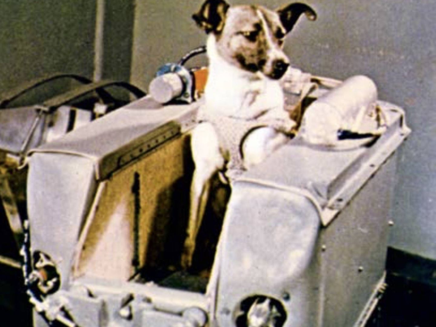 Laika, uno de los perros cosmonautas soviéticos (Youtube)