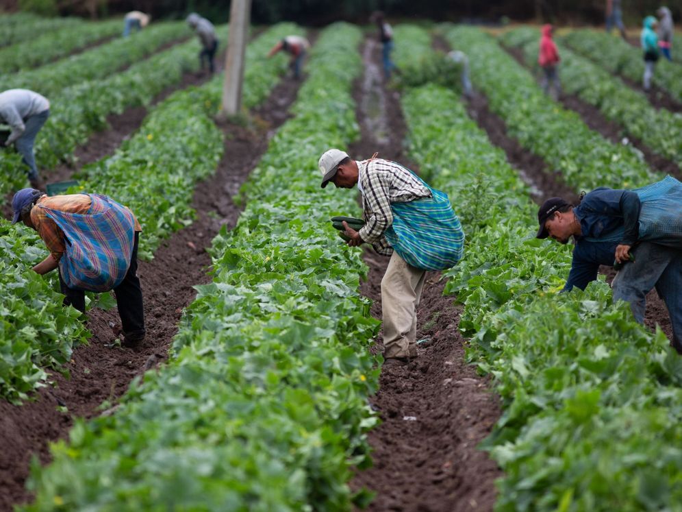 Foto: Trabajadores agrícolas recogen la cosecha