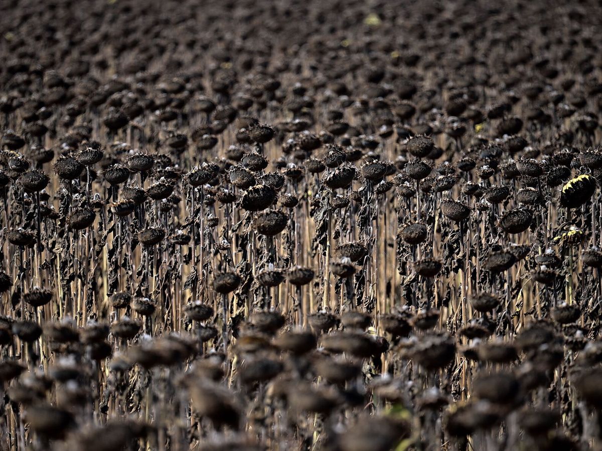Foto: Girasoles secos en un campo en Ezerets (Bulgaria). (EFE/Vassil Donev) 