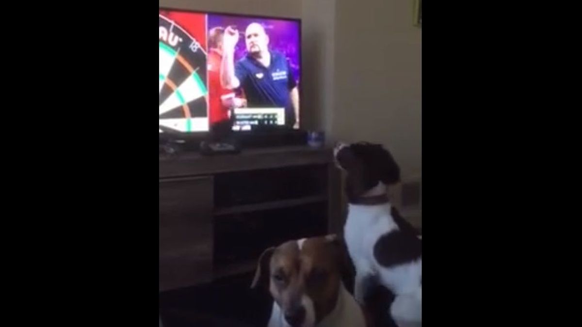 El perro que triunfa en Facebook persiguiendo los dardos que lanzan en la tele