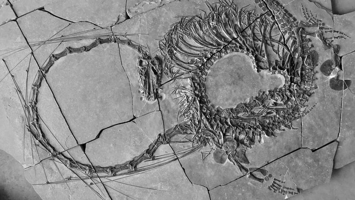 Científicos descubren el fósil de un 'dragón chino' de hace 240 millones de años 