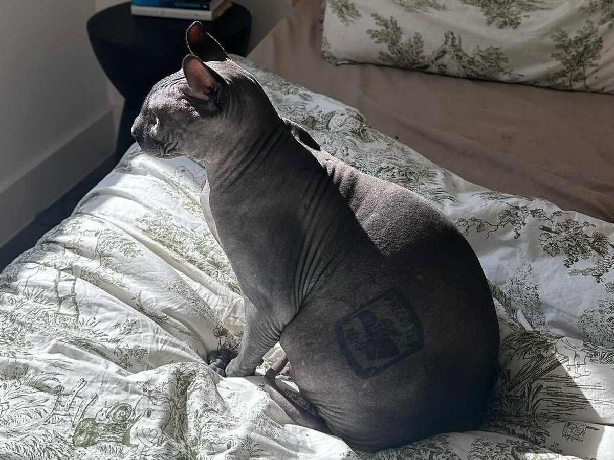 Foto: El gato egipcio tatuado que fue rescatado de los narcos en una cárcel mexicana y ahora vive en Texas (Instagram/@kilothecartelcat)