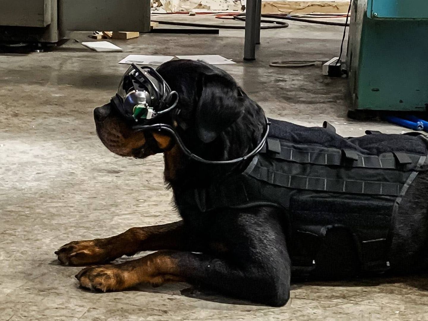 Pruebas de las gafas de realidad aumentada con un perro militar. (US Army)