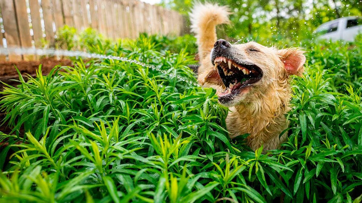 Las imágenes más divertidas del 'Animal Friends Comedy Pet Photo Awards 2021'
