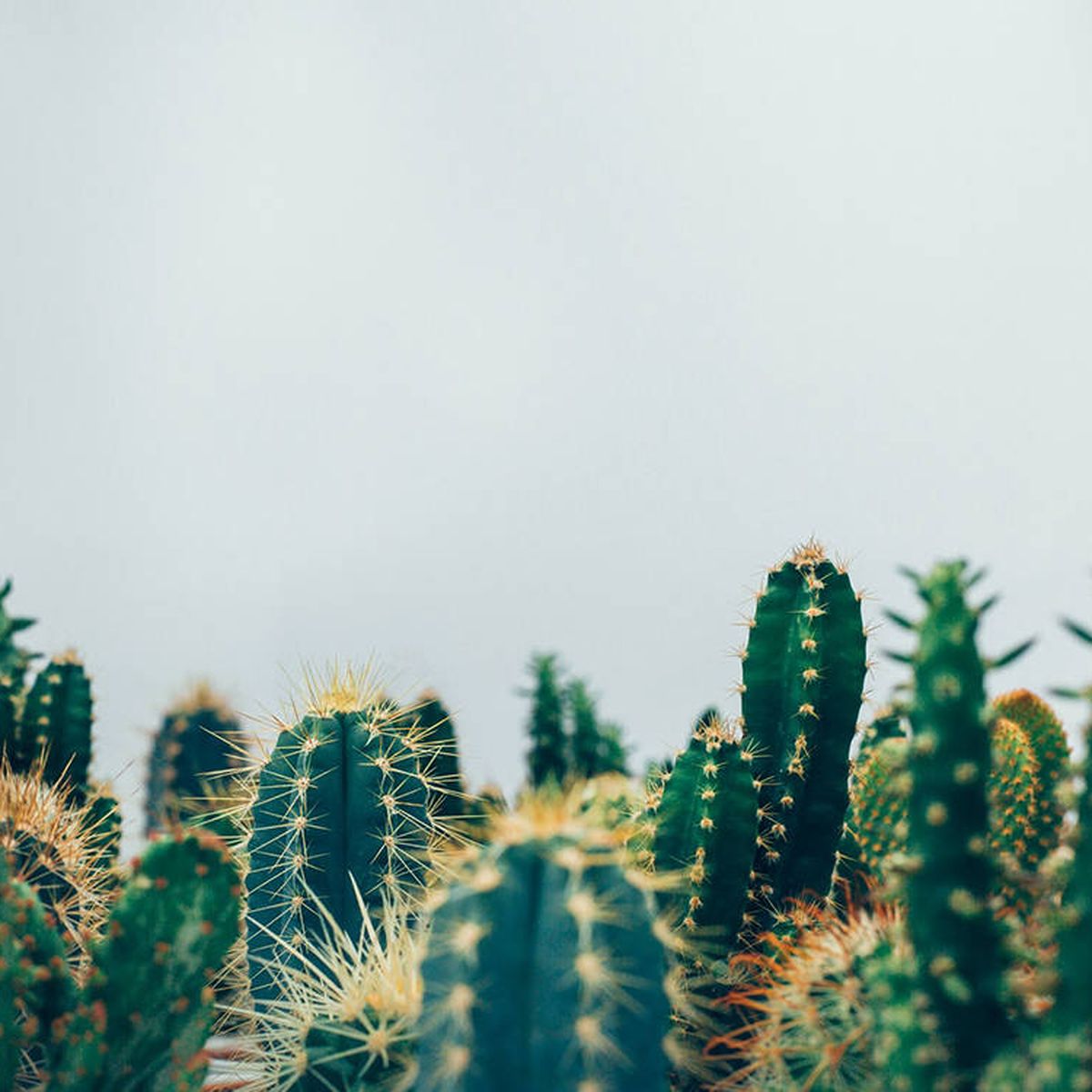 Decorar con cactus para un look exótico