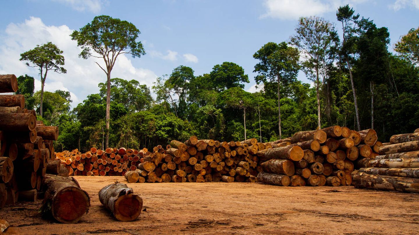 Las empresas europeas no pueden fomentar la deforestación del Amazonas. (iStock)