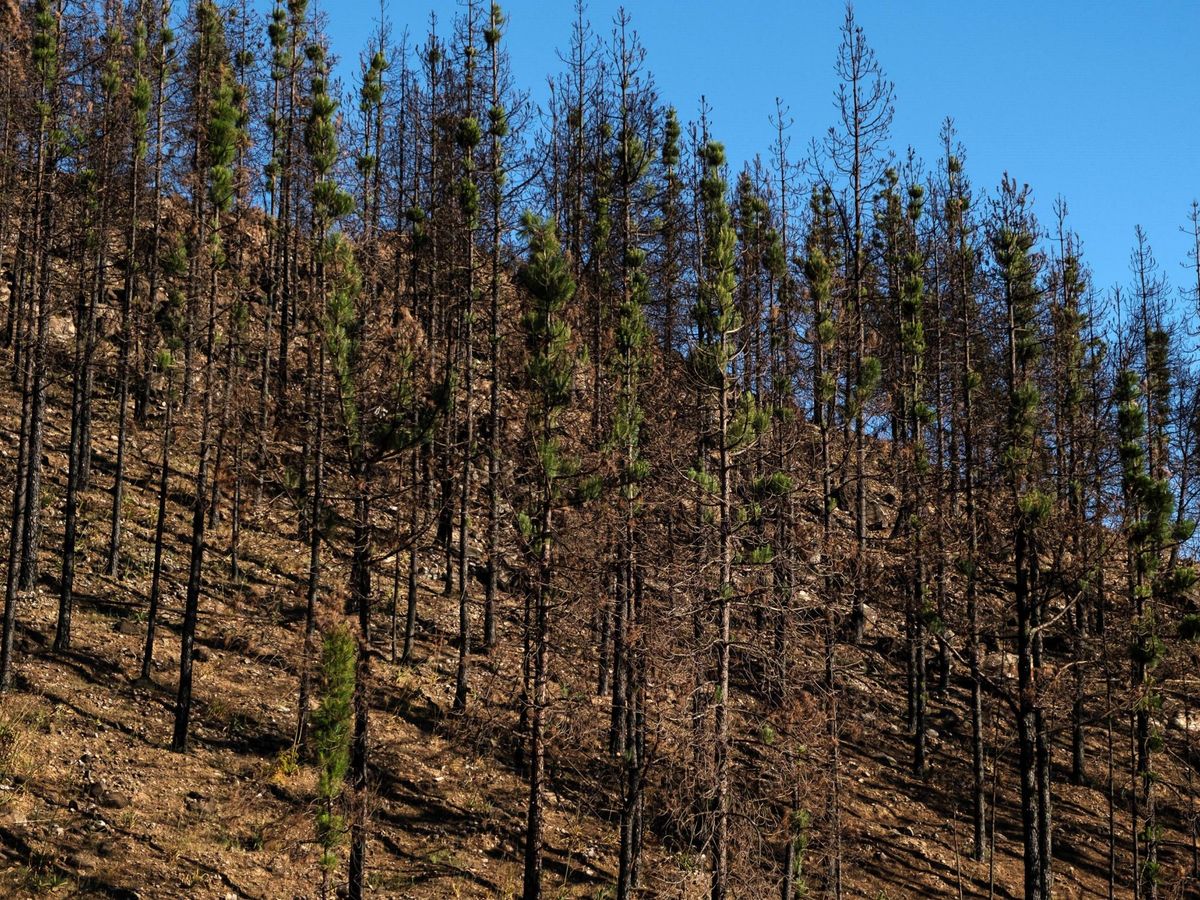 Foto:  Las cumbres de Gran Canaria muestran aún vastas extensiones de vegetación carbonizada. (EFE)