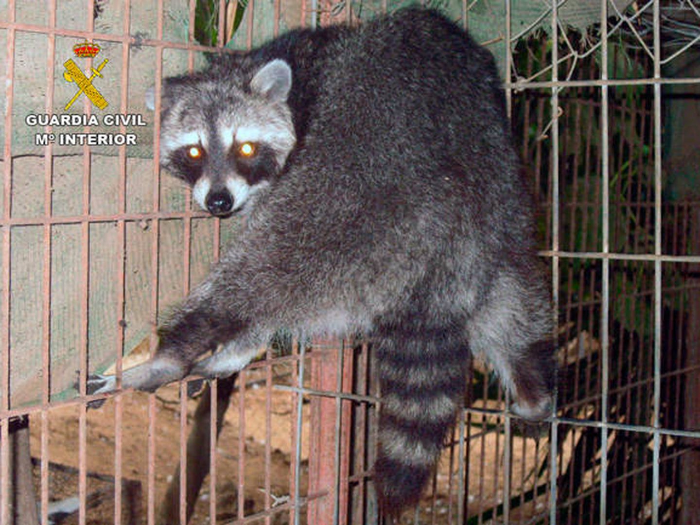 Los agentes encontraron hasta un mapache en una jaula (Guardia Civil)