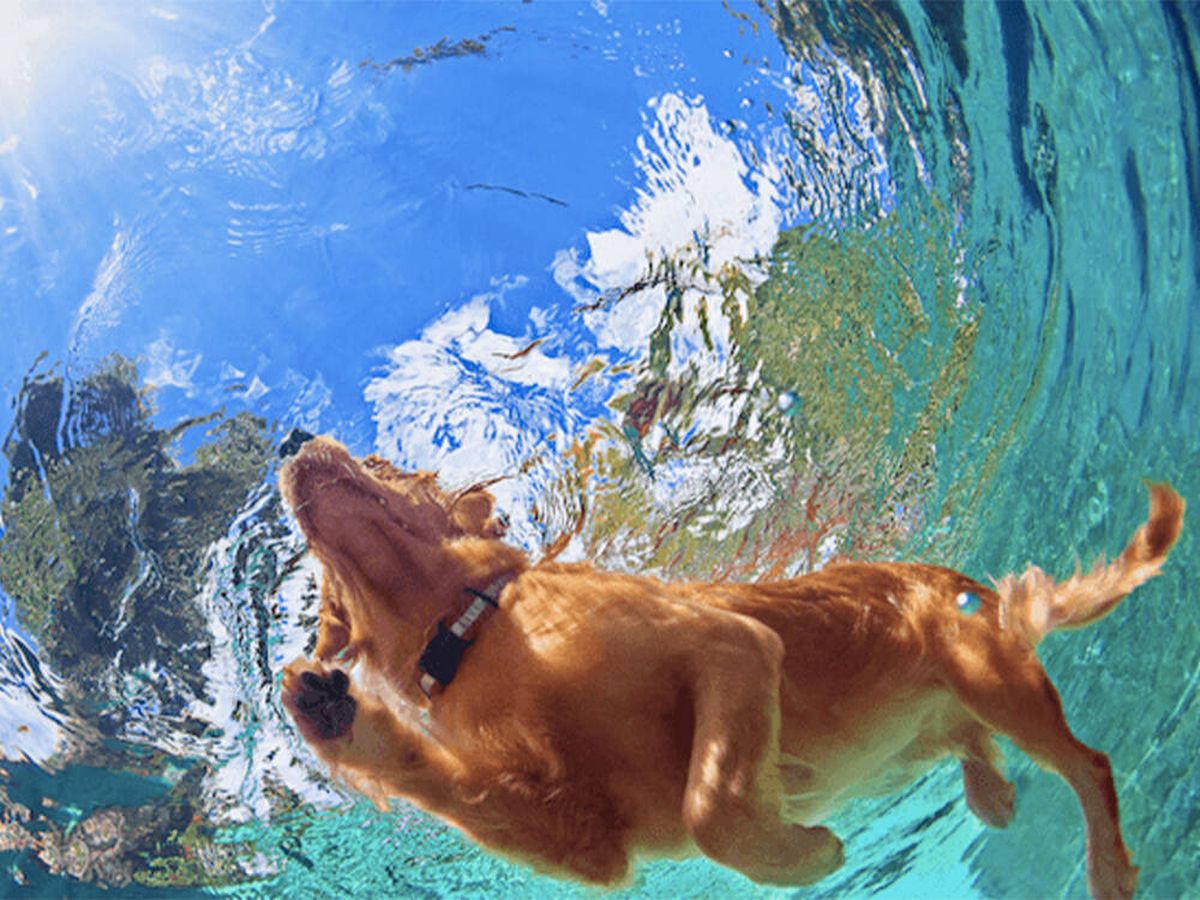 Foto: El perro que triunfa en Twitter practicando natación sincronizada: "Le pongo un 10" (iStock)