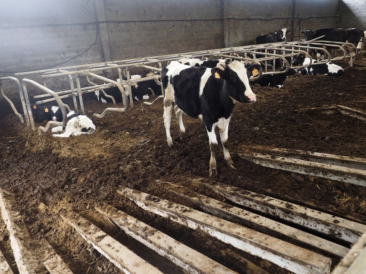 Foto: Vacas de una explotación en una imagen de archivo. (EFE/Eliseo Trigo)