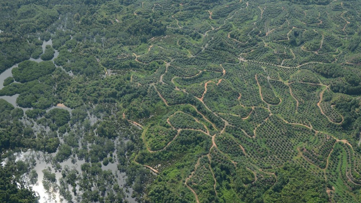 Selva de Borneo interrumpida por cultivos y otras actividades humanas (Current Biology)