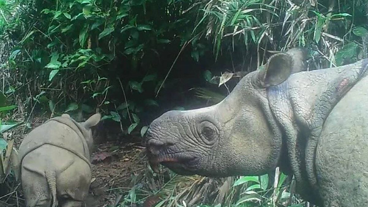 Avistan dos crías de rinoceronte de Java, uno de los mamíferos más amenazados
