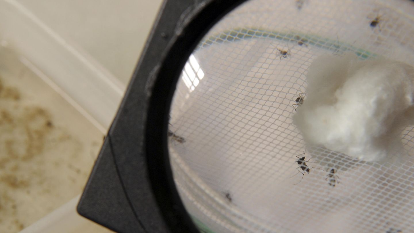 Mosquitos portadores del chikungunya, observados tras un cristal. (Reuters)