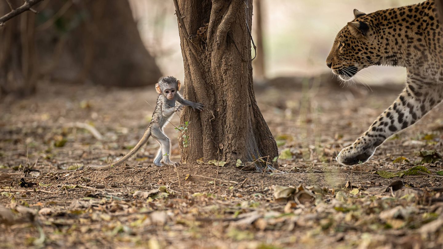 El jóven leopardo acechando a la cría de babuino. (Igor Altuna)