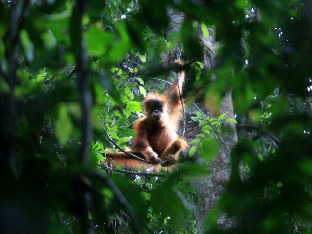 Foto: Orangután en las selvas de Sumatra. (Reuters)