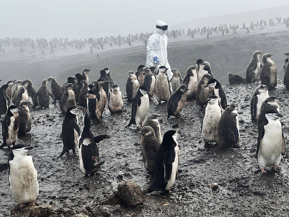 Foto: Científicos advierten de un brote de gripe aviar letal en la Antártida. (Antonio Alcamí/X/@QuestContinues)