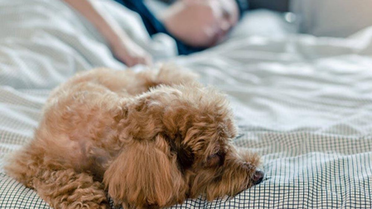 ¿Duermes con tu perro? Estas son las razones por las que no debes hacerlo