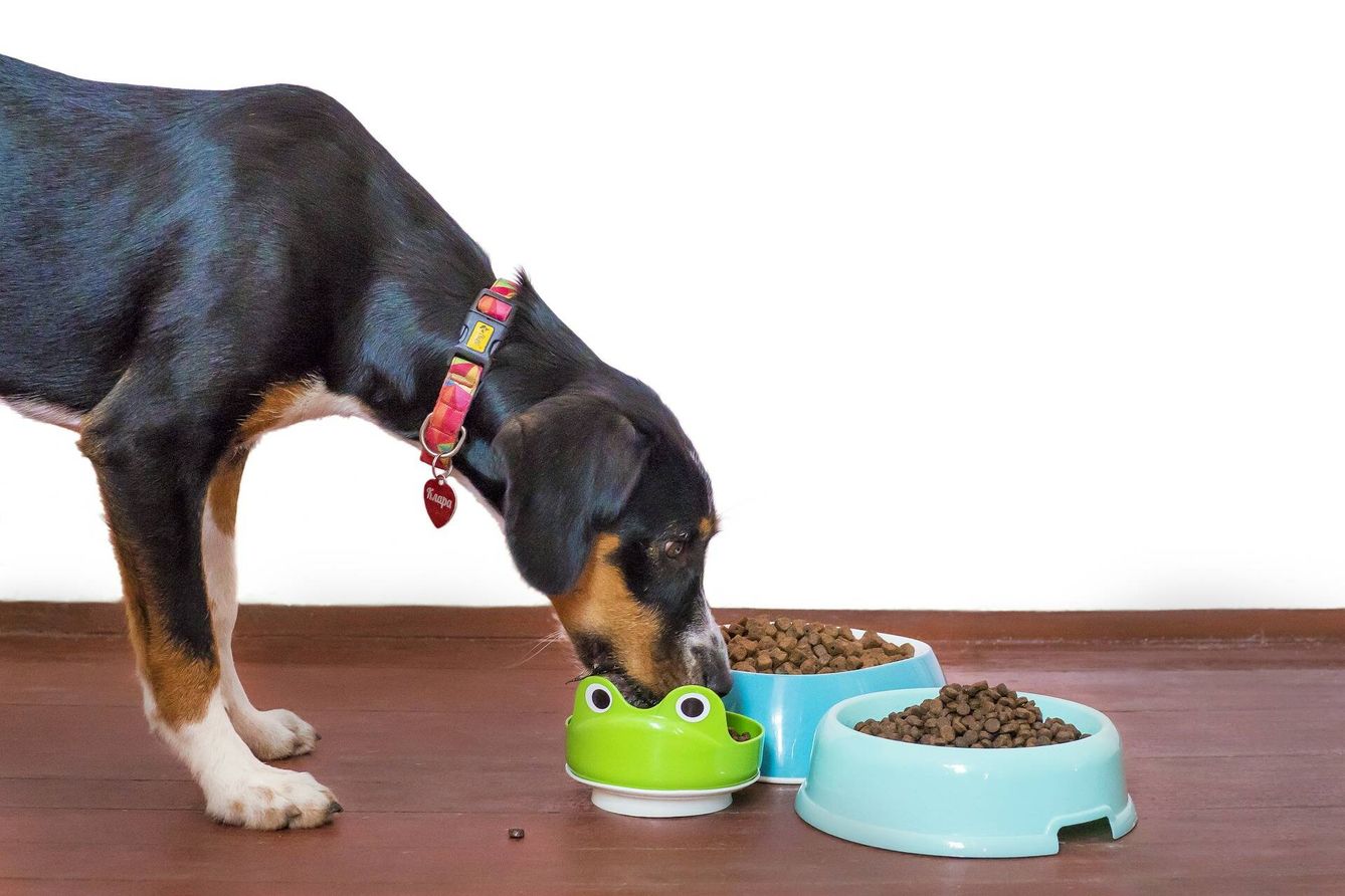 Un perro prueba distintos tipos de comida.