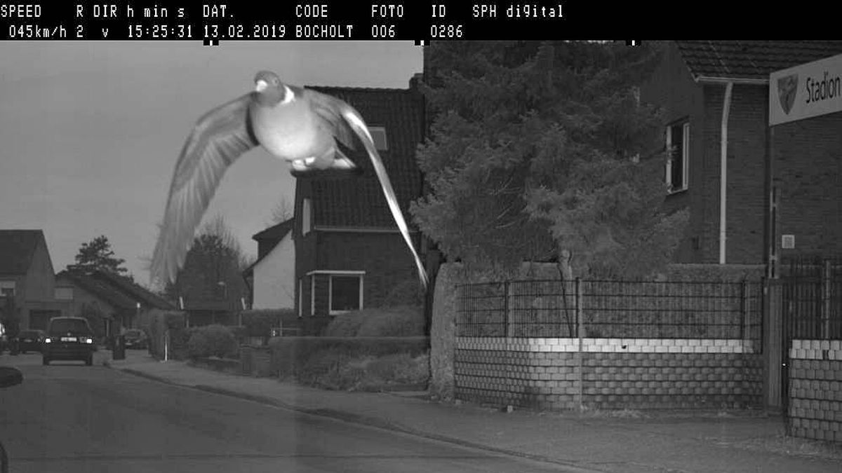 Una paloma se vuelve viral tras ser cazada por un radar de tráfico 