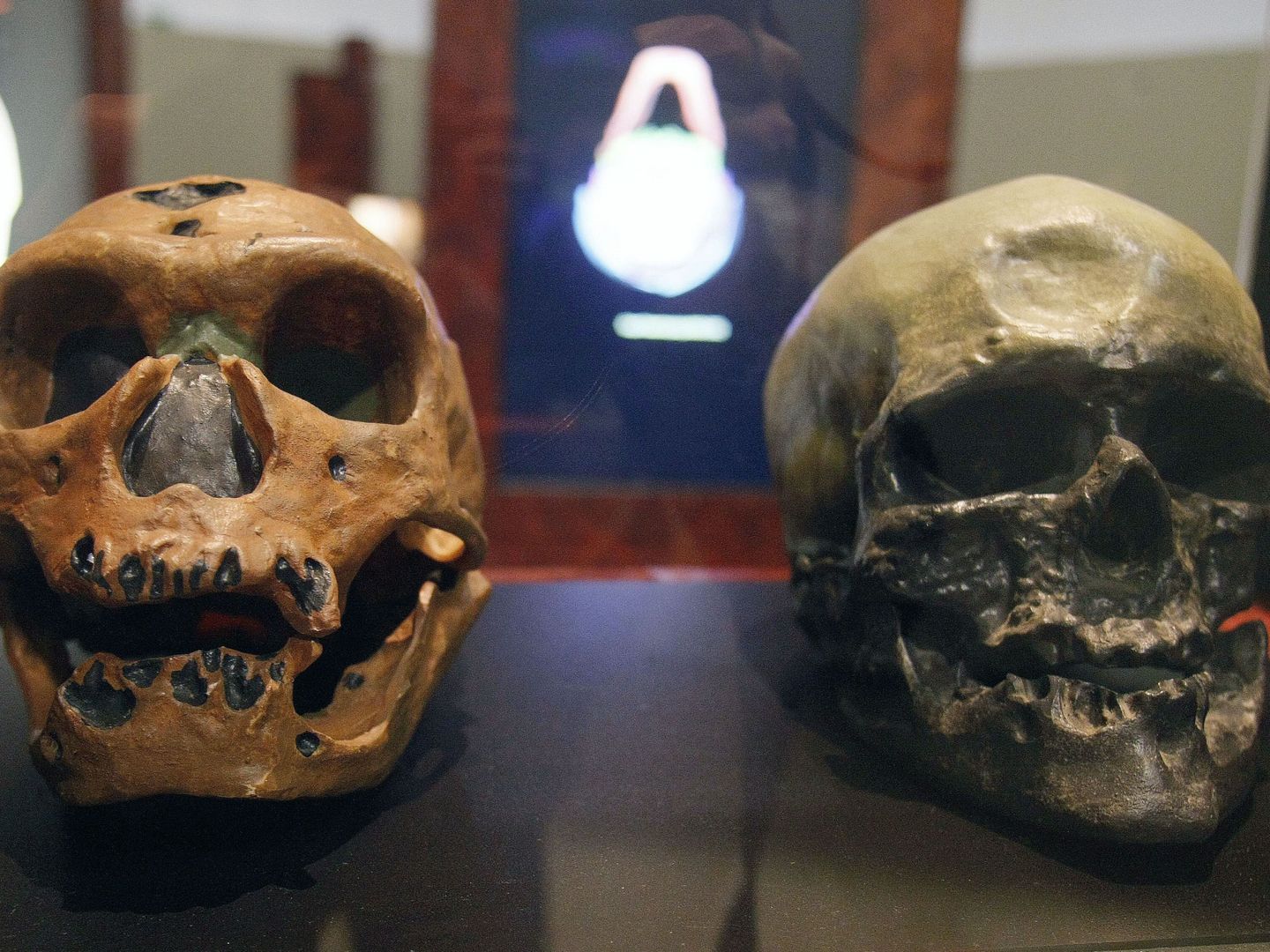 Cráneos de un 'homo neanderthalensis' (i) y de un 'homo sapiens' durante una exposición en la Universidad de Alicante. (EFE)