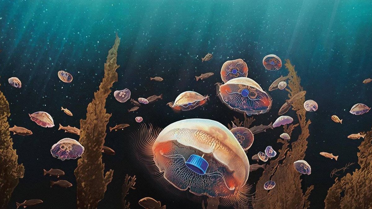 El futuro es usar medusas biónicas para investigar los océanos