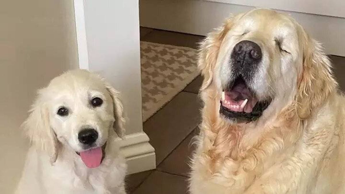 La historia del perro ciego que cuenta con la ayuda de un cachorro que le sirve como guía