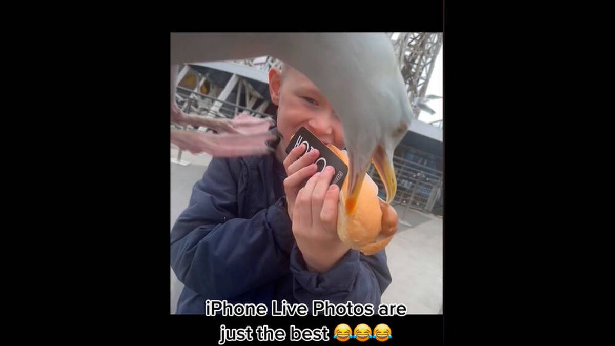 ¡Menudo momento! Una gaviota roba un 'hot dog' en directo