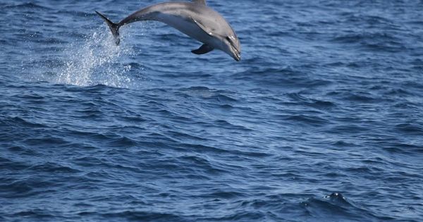 Foto: Imagen de archivo de un delfín. (EFE)