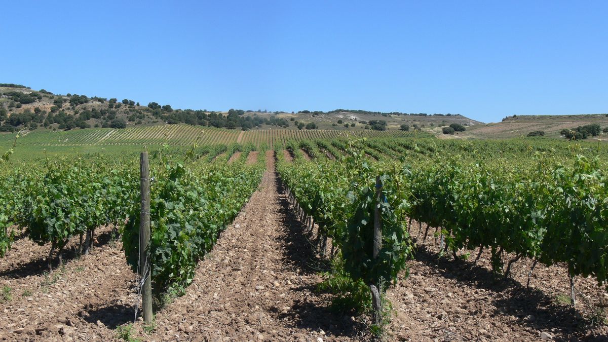 Un recorrido vino a vino por el terruño español: Vinos Iberian